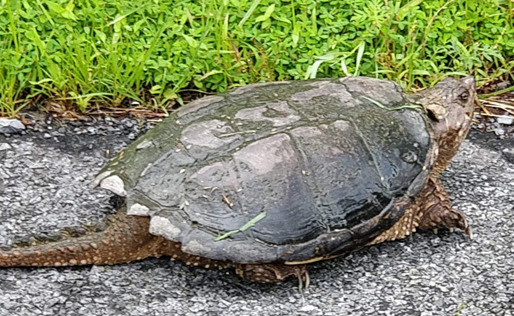 What Do You Call A Famous Turtle? A Shellebrity! – A Native Plant Journey