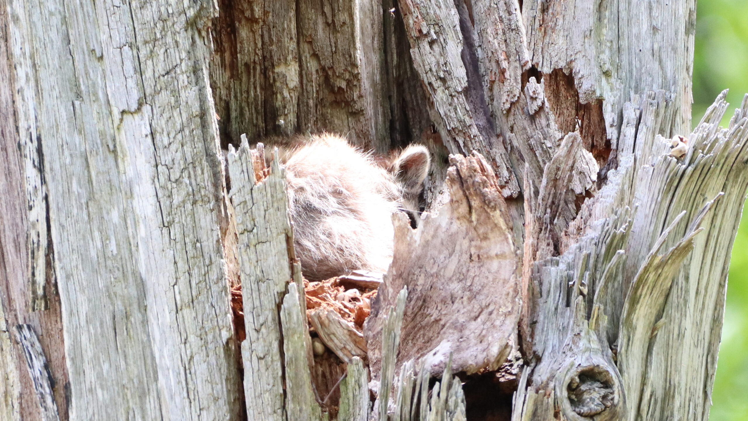 snags, or wildlife trees: cultivate, don't cart away, dead, dying, and  hazard trees - A Way To Garden