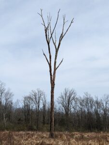 my wildlife tree, or snag: a lively progress report - A Way To Garden