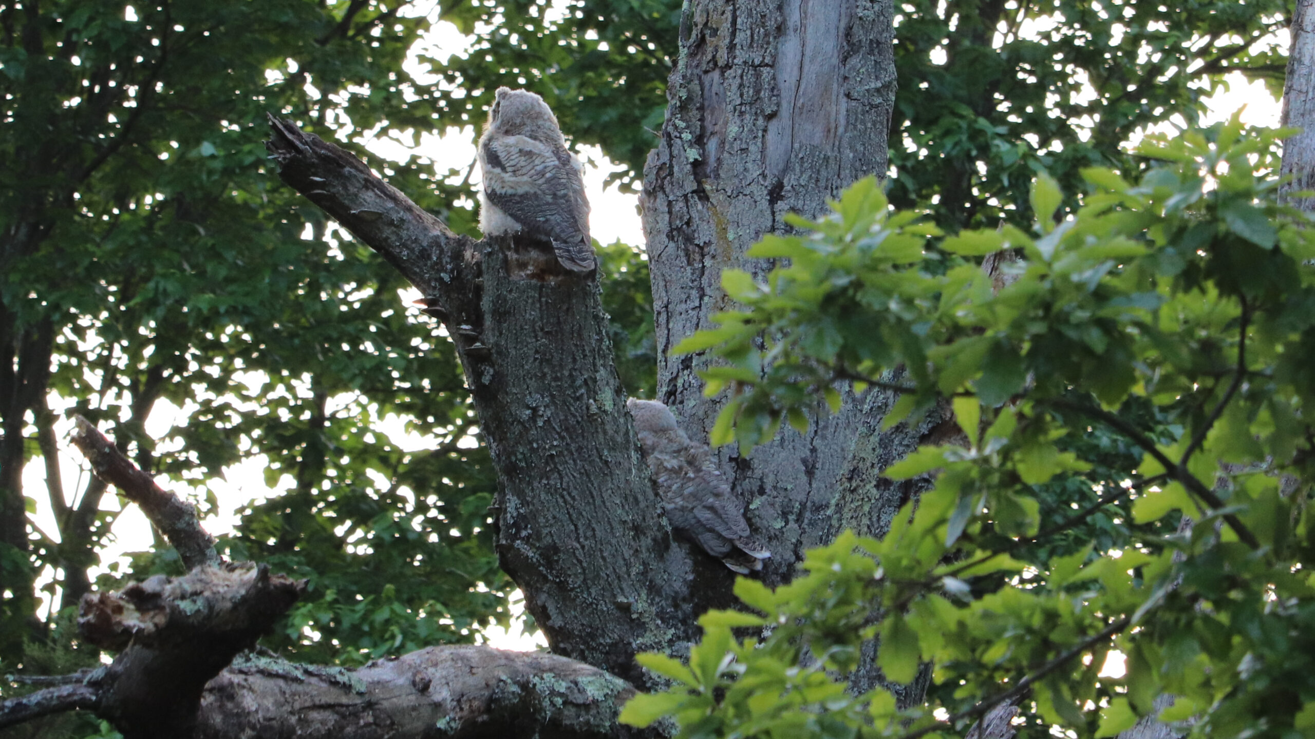 Snag You're It! – A Native Plant Journey