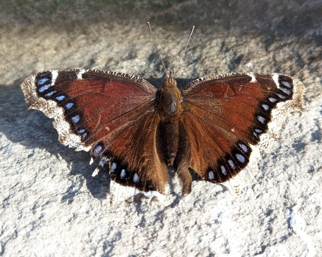 mourning cloak butterfly rests on a stone