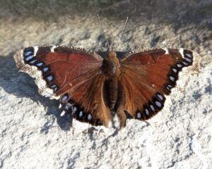 mourning cloak butterfly rests on a stone
